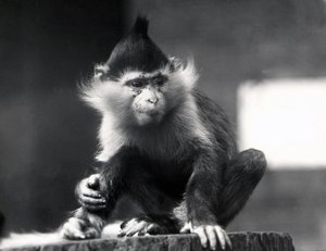 Een Mangabey-aap, Freckles, in ZSL London Zoo, vanaf juli 1925 door Frederick William Bond